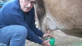 Treating a Dry Cow for Mastitis [upl. by Sidwohl960]