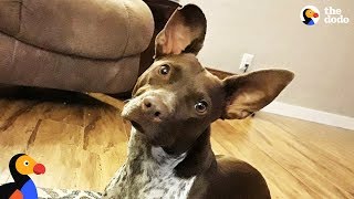 Rescue Dog Rescued From Drug House Finally Gets To Be A Puppy  BRANDI  The Dodo [upl. by Dumah816]