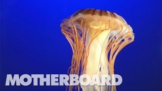 The Jellyfish That Holds a Key to Immortality [upl. by Inez686]