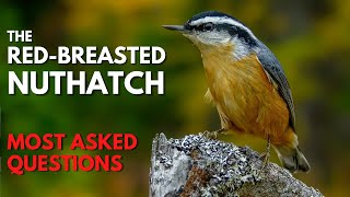 The Redbreasted Nuthatch  Most Asked Questions [upl. by Amadis]