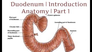 Duodenum  Introduction  Anatomy  Part 1 [upl. by Iahc]