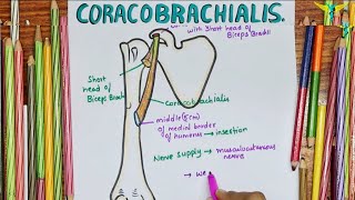 Coracobrachialis Muscle  Anatomical Events At Insertion  Nerve supply  Action [upl. by Etka643]