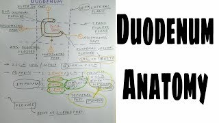 Duodenum Anatomy  1  Gastrointestinal Tract  TCML Anatomy [upl. by Nnyleak849]