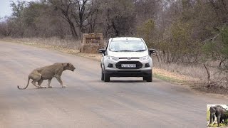 The Tourist And The LION [upl. by Marelda]