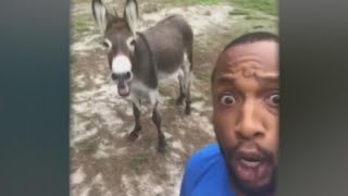 Singing donkey goes viral [upl. by Chuu471]