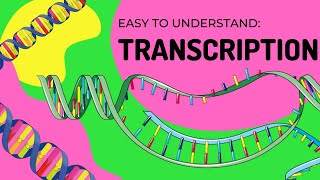 Protein Synthesis  Transcription [upl. by Oiredised752]