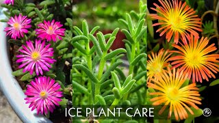 ICE PLANT CARE  Delosperma  potting  watering  sunlight [upl. by Yllak]