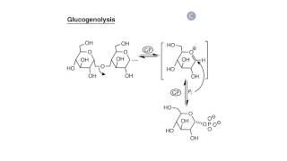 Carbohydrate Biosynthesis I Glycogen Synthesis [upl. by Vories]