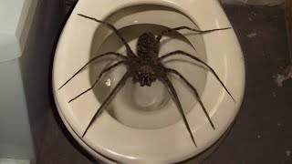 10 Biggest Spiders Ever Encountered [upl. by Cailean]