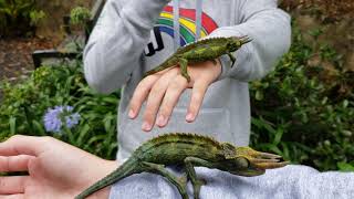 Wild Jacksons Chameleons in Maui [upl. by Aliahs]