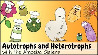 Autotrophs and Heterotrophs [upl. by Beatrisa609]