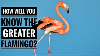 Greater Flamingo  Description Characteristics and Facts [upl. by Asha]