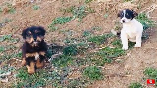 Rescued Two Puppies From The Meadow [upl. by Olocin]