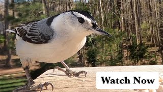 Whitebreasted Nuthatch Call  Sounds [upl. by Ann-Marie]