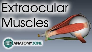 Extraocular Muscles  Eye Anatomy [upl. by Harraf]