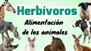 Animales herbívoros [upl. by Einnep221]