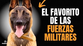 PASTOR BELGA MALINOIS 9 COSAS QUE DEBES SABER [upl. by Basil]