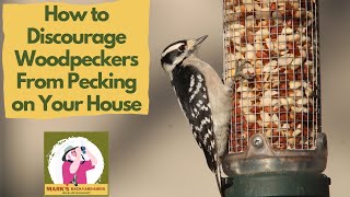 Discouraging Woodpeckers From Pecking on Your House [upl. by Alonzo]