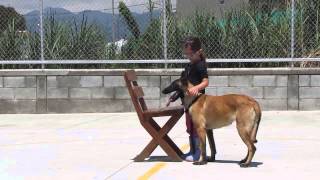 PASTOR BELGA MALINOIS Y NIÑA DE 4 AÑOS RING FRANCÉS 2 [upl. by Aznerol]