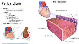 Cardiovascular Heart  Heart Pericardium [upl. by Nessej]