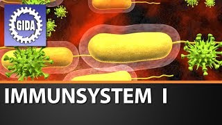 Trailer  Immunsystem I  Biologie  Schulfilm [upl. by Hynda]