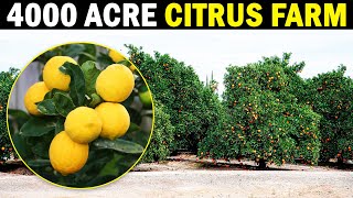 Worlds largest Citrus Farm  Totai Citrus  Lemon Farming  Citrus Farming [upl. by Stanislaw]