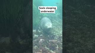 How seals sleep underwater [upl. by Eusoj699]