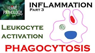 INFLAMMATION Part 3 Leukocyte Activation  PHAGOCYTOSIS [upl. by Lrem20]