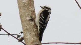 Downy Woodpecker Calls [upl. by Ardekal790]