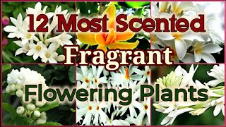 Top 12 Most Scented  Fragrant Flowering plants on Earth [upl. by Truk241]