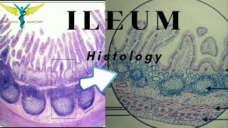 Histology of Ileum [upl. by Nerual]