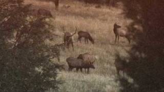 Bull Elk Sounds Bugles Barks Grunts and More [upl. by Meter]