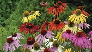 Planting and Growing Perennials [upl. by Paget]