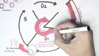 Cell Cycle Overview Interphase [upl. by Enak222]