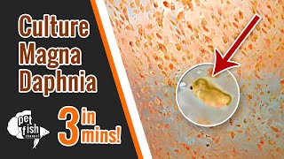 How to culture DAPHNIA MAGNA  The easy way [upl. by Niletac]