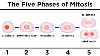 Mitosis How One Cell Becomes Two [upl. by Aramak854]