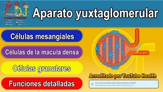 Aparato yuxtaglomerular  Aparato yuxtaglomerular fisiología [upl. by Senaj901]