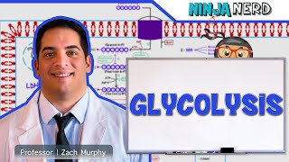 Metabolism  Glycolysis [upl. by Larrie]