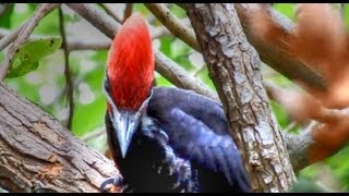 Pileated Woodpeckers Amazing Calls [upl. by Ailekahs597]