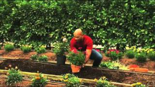 How to Plant Perennial Gardens [upl. by Darice]