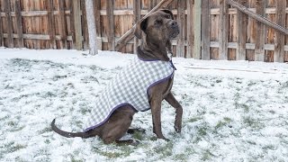 How to Sew a Dog Coat  Pattern and Assembly [upl. by Mcclary]