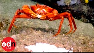 Rare Footage Shows Crab Feasting on DeepSea ‘Fish Egg Buffet’ [upl. by Atilal]