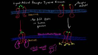 Receptor Tyrosine Kinases [upl. by Heins]