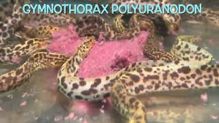 Gymnothorax polyuranodon [upl. by Malik]