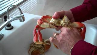 How to clean a crab [upl. by Gerianne949]