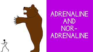 58 Endocrine Adrenaline Epinephrine and Noradrenaline Norepinephrine [upl. by Herrle]