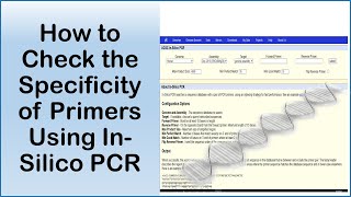 How to Check the Specificity of Primers Using In Silico PCR in UCSC Genome Browser [upl. by Yerga]