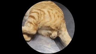 Tom cat neutering Castration in male cat [upl. by Kuth]