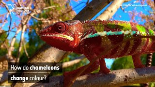 How do chameleons change colour  Natural History Museum [upl. by Savitt]