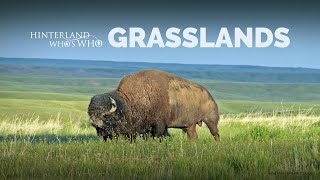 Canadas Grasslands [upl. by Oicatsana880]